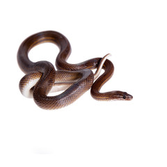 Striped House Snake on white background