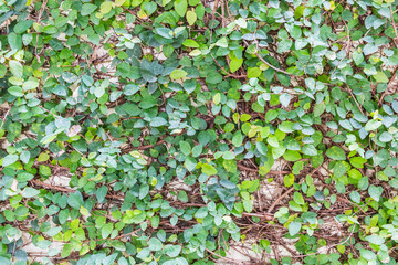 Green creeper on cement wall