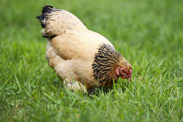 Hen