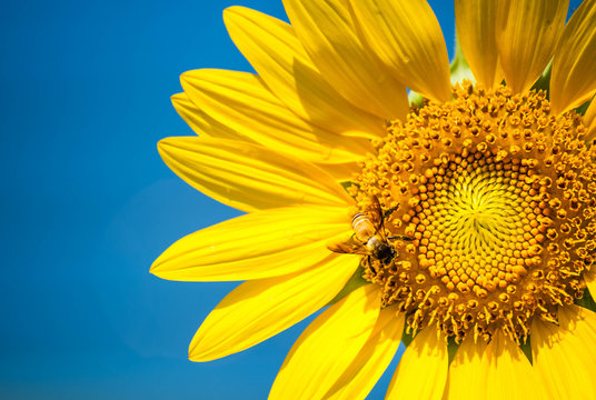 Closeup Sunflower with bee
