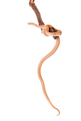 Coiled Cape House Snake on white backgroun