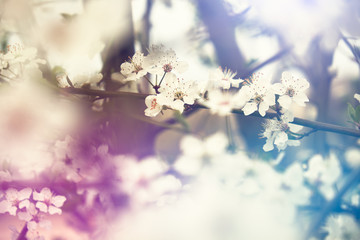 Colorful photo of tree blossoms