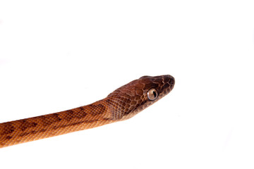 Puerto Rican boa on white backgorund