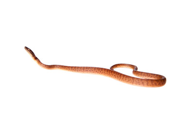 Obraz premium Puerto Rican boa on white backgorund