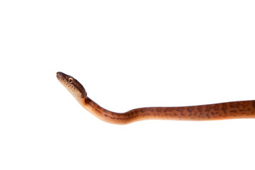 Puerto Rican boa on white backgorund