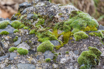 Tree covered with moss and stones