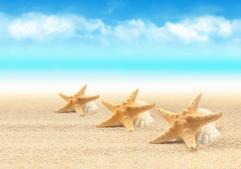 Fototapeta na wymiar Summer beach. Three starfish on the seashore.