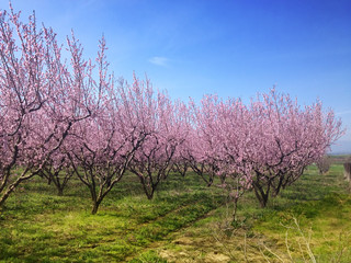 pink blossoms of peach trees in spring