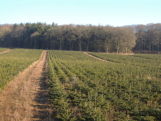 Christmas trees production at tree farm