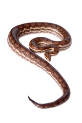 Rainbow tree boa on white background