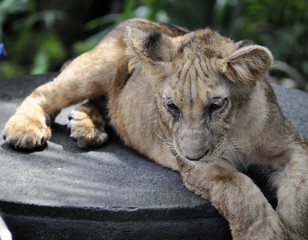 Various Animals