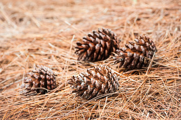 Brown cones on a leaf background.