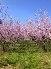 blooming peach trees in spring