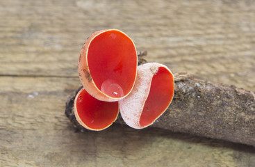 Mushroom Sarcoscypha austriaca coccinea