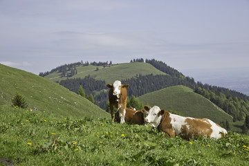 Fototapeta na wymiar Kühe in den bayrischen alpen