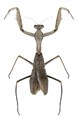 Mantis Sphodromantis viridis