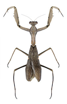 Mantis Sphodromantis viridis