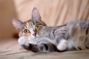Portrait of a multi-colored cat with yellow eyes.
