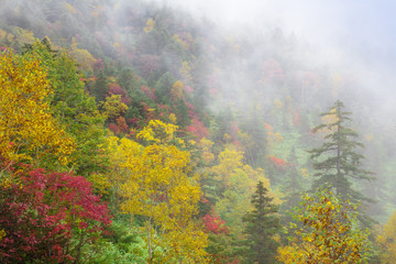 霧湧く紅葉の高原