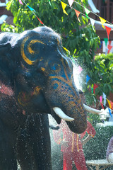 Young elephant splashing water.
