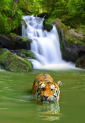 Panele Szklane Podświetlane  Tygrys syberyjski w wodzie