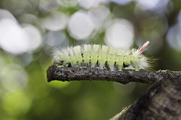 Raupe - Buchen Streckfuß