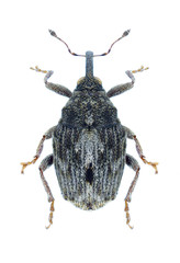 Beetle Microplontus rugulosus