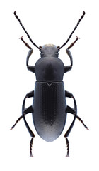 Beetle Raiboscelis eleodinus (male)
