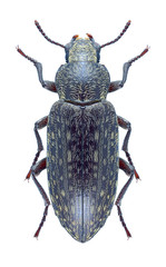 Himatismus villosus