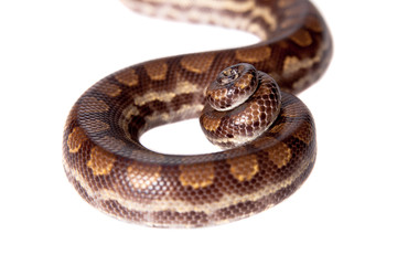 Rainbow tree boa on white background