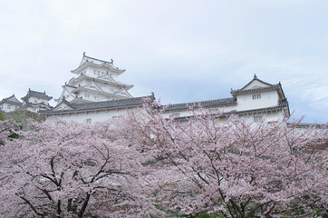 Naklejka premium 修理後の姫路城と満開の桜
