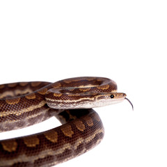 Rainbow tree boa on white background