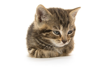 Cute tabby kitten
