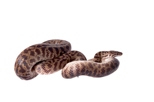 Spotted Python on white background
