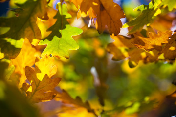 Fototapeta na wymiar oak leaves