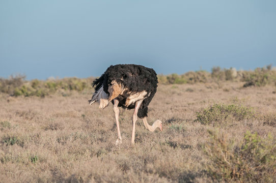 Ostrich in the Karoo National Park