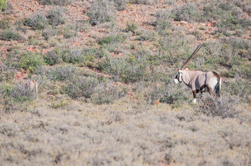 Oryx or gemsbok in the Karoo National Park of South Africa