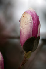 blossoming of magnolia trees during spring.