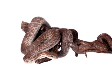 Hispaniolan boa on white background