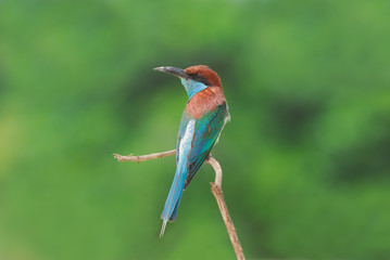 Bird on the best perch (Blue-throated Bee-eater) in green backgr