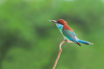 Bird on the best perch (Blue-throated Bee-eater) in green backgr