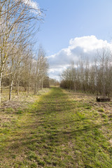 Rural path with trees either side