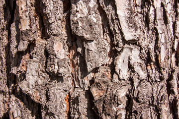 bark