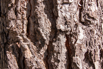 bark