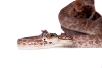 Hispaniolan boa on white background