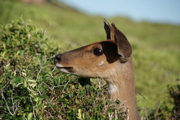 Buschbock Muttertier 2
