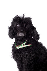 Black poodle dog on white