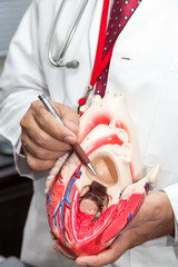 Acercamiento de las manos de un médico cardiólogo mostrando un modelo de un corazón 