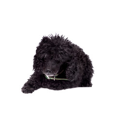 Black poodle dog on white