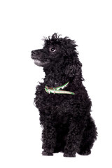 Black poodle dog on white